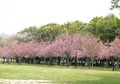 Datangi Tempat Ini Sampai Akhir Agustus untuk Menikmati Bunga Sakura Mekar