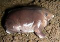 Spesies Baru dari Katak Ditemukan, Ilmuwan: Salah Satu Katak Paling Aneh yang Pernah Ditemukan