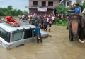 Kisah Para Gajah di Nepal yang Selamatkan Ratusan Jiwa Penduduk dari Terjangan Banjir Bandang