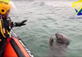 Menggemaskan, Seekor Anjing Laut Muncul ke Permukaan Laut dan Melambaikan Tangannya ke Penjaga Pantai, Videonya Lucu