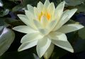 Lotus yang Suka Mengecoh, Selalu Dibikin Galau oleh Ulat dan Belalang