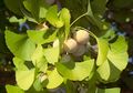Ginkgo Biloba, Fosil Hidup Tahan Api yang Buahnya Andal Menjaga Otak Agar Tetap Cemerlang