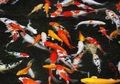 5 Manfaat Memelihara Ikan di Rumah