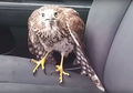 Unik, Burung Elang Ini Putuskan Naik Taksi saat Menyelamatkan Diri dari Badai Harvey
