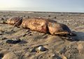 Gara-gara Badai Harvey, Seekor Mahluk Laut Misterius dengan Gigi-gigi yang Runcing Terdampar di Pantai Texas