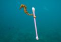 Foto Lucu Kuda Laut Memegang Cotton Bud Ini Sebenarnya Sangat Menyedihkan