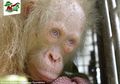 Hutan Kalimantan Terus Dialihfungsikan, Orangutan Albino Ini Galang Dana untuk Beli ‘Rumah’