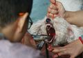 Sadis, Dokter Hewan Tanpa Izin Ini Buka Jasa Hilangkan Pita Suara Anjing Agar Tidak Berisik