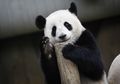 Sebentar Lagi Indonesia akan Kedatangan Dua Panda Raksasa Baru dari China
