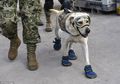 Anjing Frida Menjadi Pahlawan dan Bintang di Media Sosial Berkat Upayanya Menyelamatkan Korban Gempa Meksiko