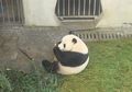 Tak Sabar Ingin Temui Pasangan Panda di Taman Safari? Kenali Dulu Lima Mitos tentang Panda Ini