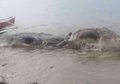 Lagi, Makhluk Laut Misterius Ditemukan Mati di Tepi Pantai, Tapi Hewan Apakah Itu?