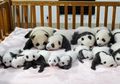 (Video) Bikin Senang dan Dapat Gaji Tinggi, Pengasuh Bayi Panda Diklaim Jadi Pekerjaan Terbaik di Dunia