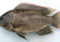 Suka Makan Kotorannya Sendiri, Satu dari 5 Alasan Kita Harus Pikir Dua Kali untuk Makan Ikan Mujair