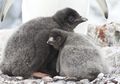 Sedih, Perubahan Iklim Telah Menyebabkan Ribuan Anakan Penguin Mati Kelaparan