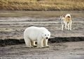 Sedih, Anak Beruang Kutub Ini Tersesat Hingga Lebih dari 750 Km dari Habitat Aslinya