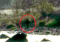 Bigfoot, Makhluk Besar Misterius Kembali Muncul. Kini Sambil Membawa Babi
