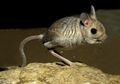 Egyptian Jerboa, Hewan Aneh Bertubuh Seperti Kangguru Namun Masuk Spesies Tikus