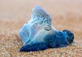 Ribuan Makhluk Laut Berbisa Menyerang Pantai Australia, Fenomena Apa Ini?