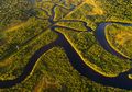 Hutan Hujan Amazon Semakin Tandus, Sebuah Proyek Reboisasi Dengan Menanam 73 Juta Pohon Siap Dilakukan