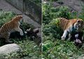 Harimau Raksasa Ini mengamuk Dan Menerkam Perawatnya Sampai.....