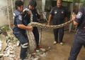 (Video) Tertangkap, Ular Piton Ini Stres Sampai-sampai Muntahkan Mangsa Raksasa yang Baru Ditelannya