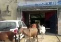 Konyol! Gara-gara Rusak Tanaman Mahal, 8 Keledai Ini Dipenjara Selama 4 Hari