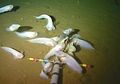 Hidup di Kedalaman 8.000 M di Bawah Permukaan Laut, Inilah Ikan Terdalam di Dunia yang Jarang Bisa Kita Lihat