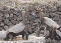 Wow! Evolusi Kura-kura Raksasa Galapagos Lebih Canggih dari yang Diyakini Sebelumnya
