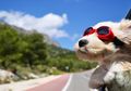 Mulai dari Makan Kotoran Sendiri Hingga Miringkan Kepala, Inilah 10 Perilaku Aneh Anjing Berikut Artinya