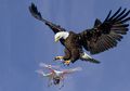 Bukan dengan Senjata Api atau Hacker, Militer AS Gunakan Elang Sebagai Penangkal Drone