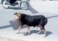 (Video) Mengerikan, Seekor Anjing Liar Gondol Bayi Baru Lahir Untuk Dijadikan Makanan Anak-anaknya