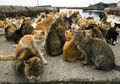 Punya Hobi Boleh Saja, Asal Jangan Seperti Perempuan Ini yang Mencoba Bunuh Diri Setelah Membeli Kucing