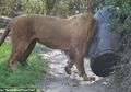 (Video) Kasihan, Singa Ini Panik Gara-gara Kepalanya Terperangkap di Tong Plastik