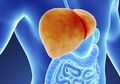 Waspadalah dan Jangan Menyepelekan! 6 Tanda Ini Menunjukkan Liver Anda Dipenuhi Racun