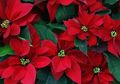 Kastuba, Tanaman Khas Menjelang Natal Ini kan Cantik Bila ‘Dipingit’ Lebih Dahulu
