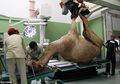 Inilah Camel Hospital, Rumah Sakit Khusus Unta Pertama di Dunia, Letaknya Ada di Dubai