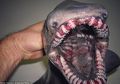 Dari Ikan Bergigi Manusia Hingga Laba-laba Oranye, Inilah 'Alien-alien' yang Ditemukan di Laut Dalam