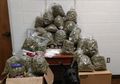 Ingin Jadikan Ganja Senilai Rp4,5 Miliar Sebagai Hadiah Natal, Kakek-Nenek pun Ditangkap Polisi