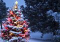 ‘Cedrus libani’, Pohon Natal Tulen yang (Nyaris) Hanya Ada di Tanah Palestina dan Lebanon