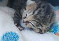 Kucing Ini Terlahir Bermuka Dua, Apakah Ia 'Titisan' Dewa Janus Romawi?