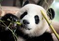 Perusahaan China Ini Daur Ulang Feses Panda Jadi Kertas Tisu, Mau Beli?