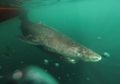 Hiu Greenland, Hiu yang Hidup Paling Lama dari Semua Spesies Vertebrata, Usianya Bisa Capai 120 Tahun