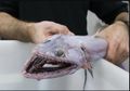 5 Monster Laut Berbentuk Aneh yang Ditemukan Selama Tahun 2017