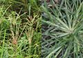 Tak Disangka! Rumput Teki Ampuh Sebagai Obat Herbal, Tanggulangi Darah Tinggi Hingga Kista