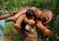 Gendong Bayi Gajah yang Terjerembab di Parit, Pemuda India Ini Mendadak Viral dan Banjir Dukungan di Media Sosial