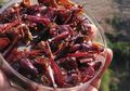 Belalang Goreng Panganan Enak dan Bergizi Tinggi, Khas Gunung Kidul!
