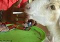 (Video) Kecanduan Nikotin, Kambing Ini Lebih Memilih Rokok Dibanding Rumput. Efeknya di Luar Dugaan