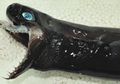 Hii, Karena Wujudnya yang Menyeramkan, Ikan Ini Disebut ‘Alien Laut’, Hewan Apakah Ia Sebenarnya?