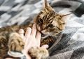 Pendapat Anda Selama Ini salah, Gigitan Kucing Seringkali Lebih Berbahaya dari Anjing!